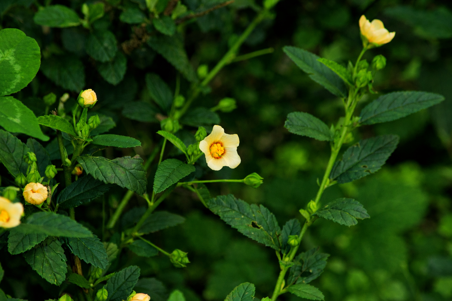 Qual veneno usar para matar malva na pastagem?